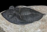 Bargain, Zlichovaspis Trilobite - Atchana, Morocco #171512-2